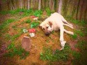 আমার চেয়ে কুকুর ভালো!