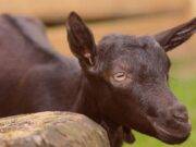 পাঠা বলির হাকিকত কি?