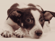 মানুষ কোটা ১০০%, প্রাণী কোটা শূণ্য।